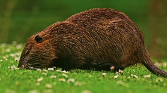 Beaver, Rodent, Mammal, Fur, Wildlife, Animal