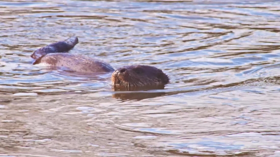 Beaver, Rodent, Mammal, Water, Sea, Ocean