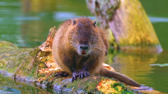 Beaver, Rodent, Mammal, Wildlife, Fur, Wild