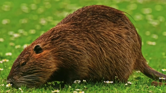 Beaver, Rodent, Mammal, Wildlife, Fur, Wild