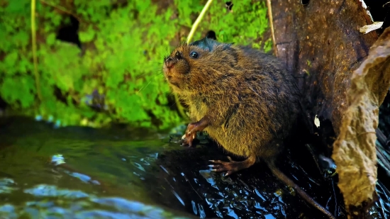 Beaver, Rodent, Mammal, Wildlife, Fur, Wild