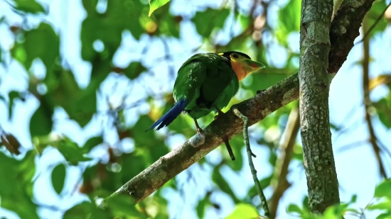 Bee Eater, Bird, Wildlife, Beak, Feather, Animal