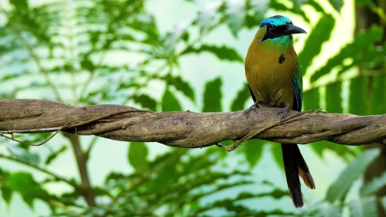 Bee Eater, Bird, Wildlife, Beak, Feather, Animal