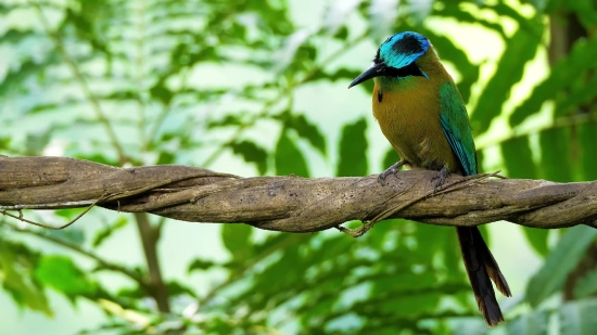 Bee Eater, Bird, Wildlife, Beak, Feather, Wild