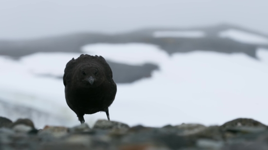 Berry, Edible Fruit, Bilberry, Blueberry, Fruit, Bird