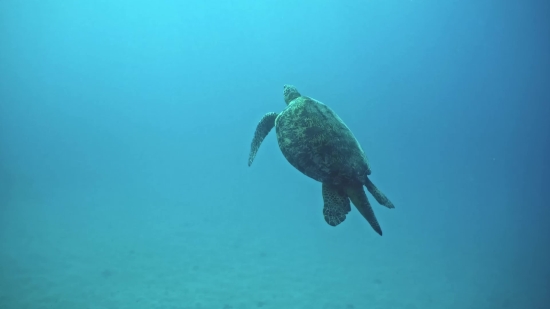 Best B Roll Footage, Loggerhead, Sea Turtle, Turtle, Water, Sea