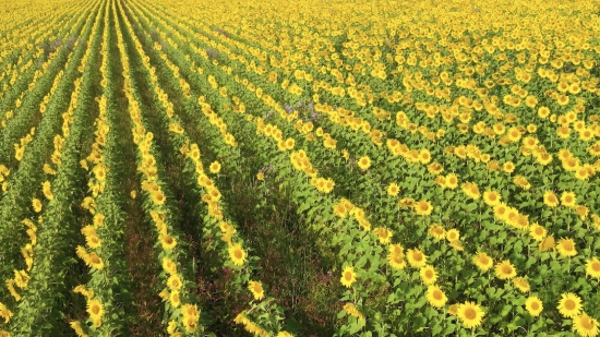 Best Free Footage, Mustard, Herb, Rapeseed, Field, Plant