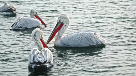 Best Royalty Free Videos, Pelican, Seabird, Bird, Aquatic Bird, Beak