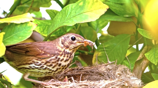 Best Stock Footage, Bird, Game Bird, Ruffed Grouse, Grouse, Game