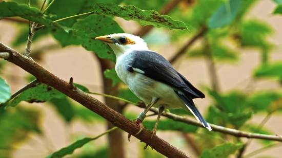 Best Stock Images, Bird, Wildlife, Beak, Tree, Feather