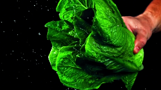 Best Stock Video, Vegetable, Herb, Lettuce, Plant, Vascular Plant