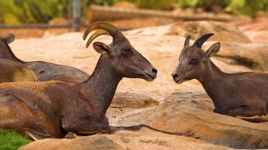 Bighorn, Mountain Sheep, Wild Sheep, Deer, Wildlife, Wild