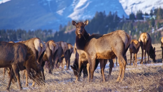 Bighorn, Mountain Sheep, Wild Sheep, Wildlife, Grass, Deer