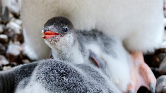 Bird, Animal, Nestling, Young Bird, Wildlife, Wild