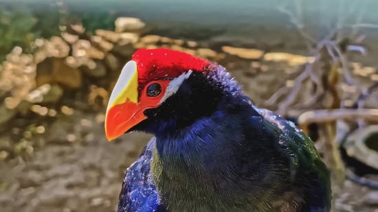 Bird, Aquatic Bird, Beak, Wildlife, Feather, Wild