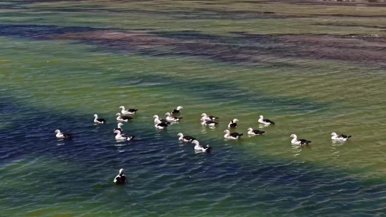 Bird, Aquatic Bird, Pelican, Wading Bird, Water, Lake