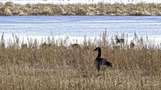 Bird, Aquatic Bird, Wading Bird, Goose, Water, Lake