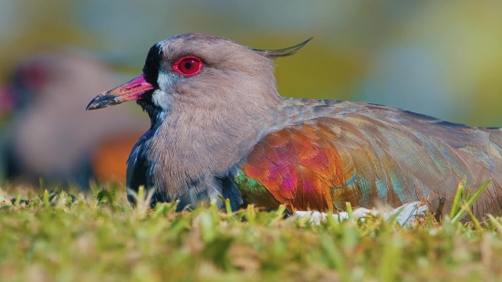 Bird, Aquatic Bird, Wildlife, Beak, Feather, Feathers