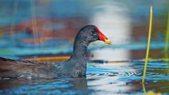 Bird, Aquatic Bird, Wildlife, Beak, Feather, Lake