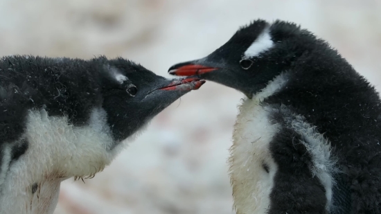 Bird, Auk, Seabird, Magpie, Wildlife, Shepherd Dog