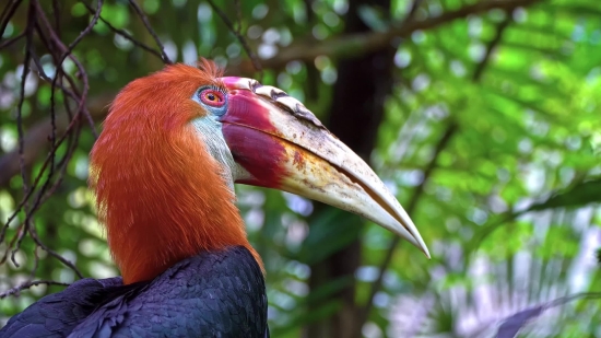 Bird, Beak, Animal, Wildlife, Eye, Feather