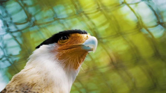 Bird, Beak, Animal, Wildlife, Feather, Wild