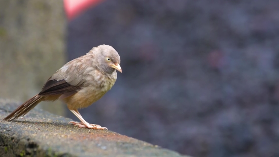 Bird, Beak, Sparrow, Wildlife, Feather, Wild