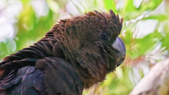 Bird, Beak, Wildlife, Animal, Vulture, Wild