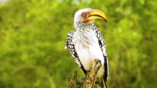 Bird, Beak, Wildlife, Animal, Wild, Feather