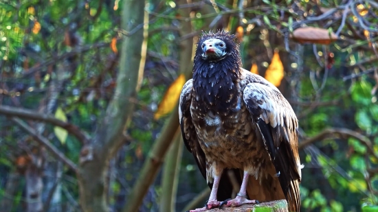 Bird, Beak, Wildlife, Eagle, Feather, Feathers