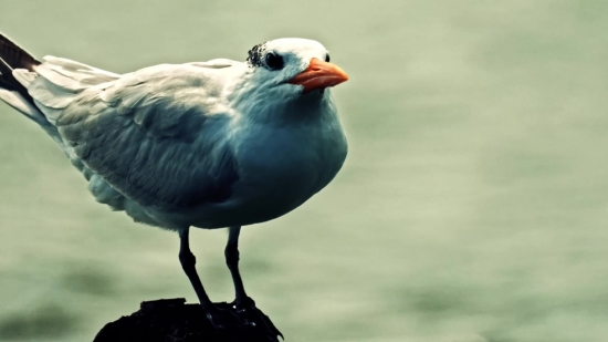 Bird, Beak, Wildlife, Feather, Animal, Wild