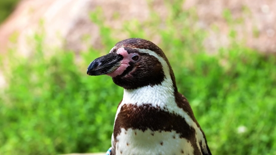 Bird, Beak, Wildlife, Feather, Feathers, Magpie