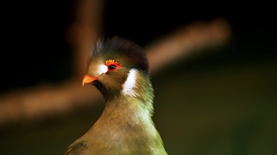 Bird, Beak, Wildlife, Feather, Nightingale, Finch