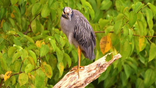 Bird, Beak, Wildlife, Heron, Feather, Tree