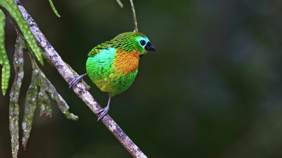 Bird, Beak, Wildlife, Wing, Feather, Wild