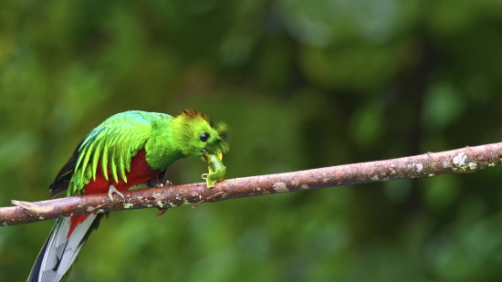 Bird, Bee Eater, Warbler, Beak, Feather, Parrot