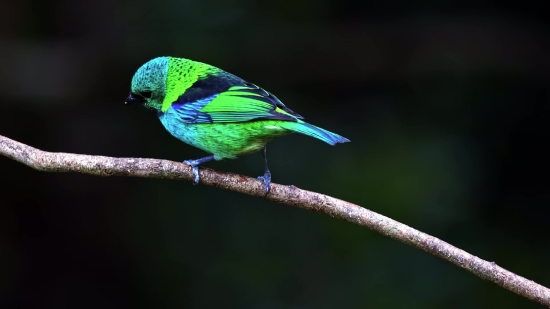 Bird, Bee Eater, Wildlife, Beak, Feather, Wild