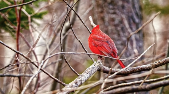 Bird, Bee Eater, Woodpecker, Parrot, Beak, Wildlife