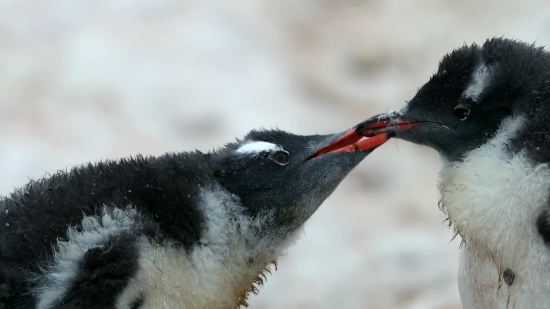 Bird, Black Stork, Stork, Wildlife, Wading Bird, Woodpecker