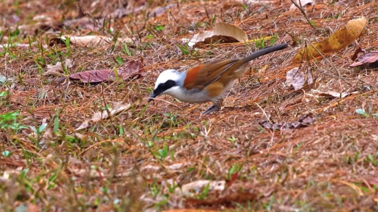 Bird, Chickadee, Sparrow, Wildlife, Titmouse, Beak