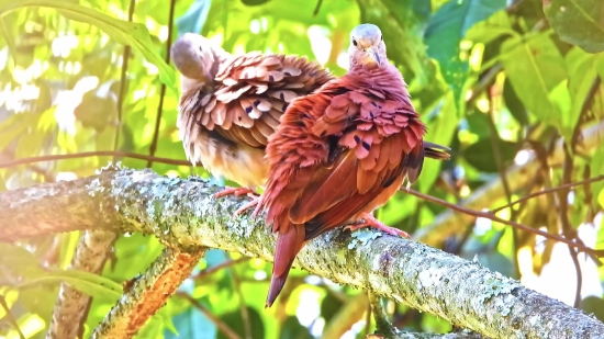 Bird, Cuckoo, Feather, Beak, Wildlife, Acorn