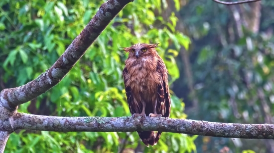 Bird, Cuckoo, Hawk, Tree, Kite, Wildlife