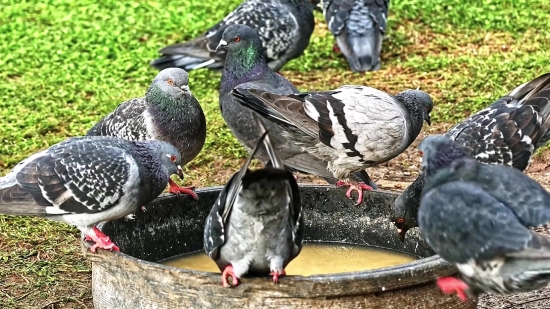 Bird, Dove, Drake, Duck, Wildlife, Beak