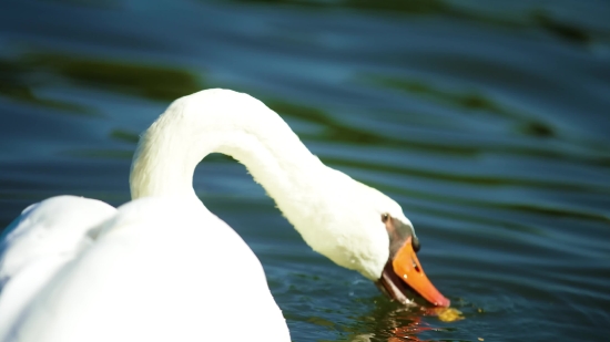 Bird, Egret, Goose, Heron, Aquatic Bird, Beak