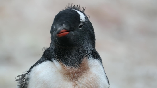 Bird, Falcon, Hawk, Wildlife, Auk, Seabird