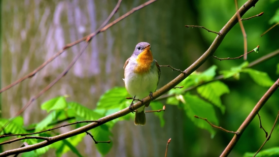 Bird, Finch, Goldfinch, Feather, Beak, Wildlife