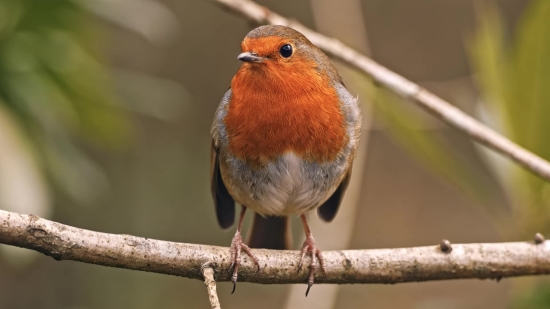 Bird, Finch, House Finch, Wildlife, Beak, Feather