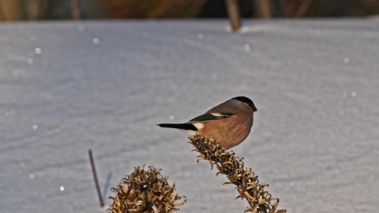 Bird, Finch, Wildlife, Beak, Brambling, Feather