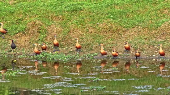 Bird, Flamingo, Wading Bird, Aquatic Bird, Water, Nestling