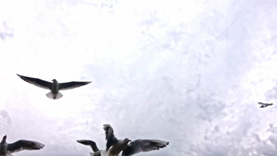 Bird, Flying, Sky, Wildlife, Flight, Fly